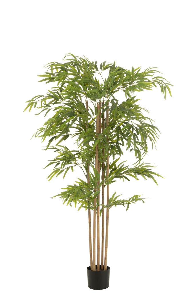 Bamboe in pot Groen - J-LINE