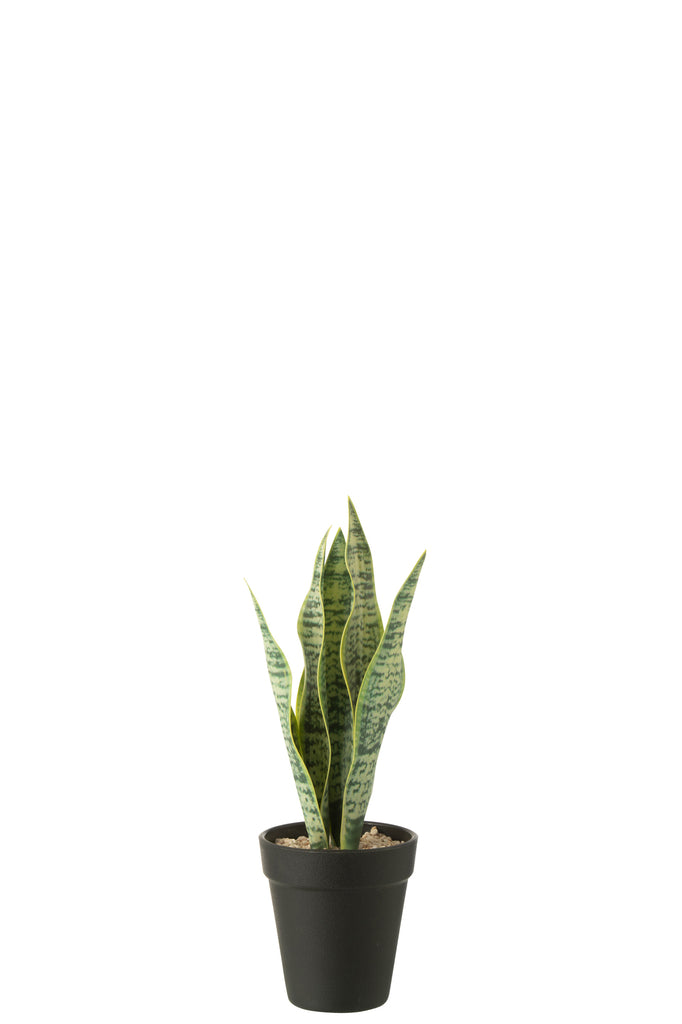 Dracaena Trifasciata In Pot - J-LINE