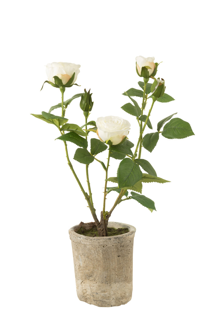 Roos 5 Hoofden In Pot - J-LINE