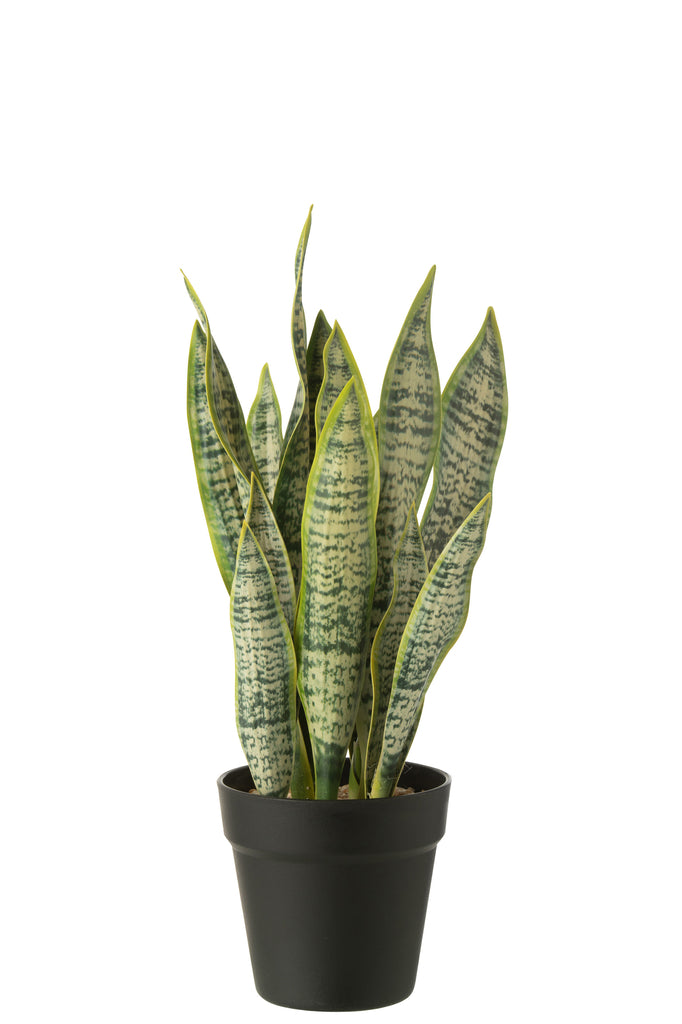 Dracaena Trifasciata en pot - J-LINE