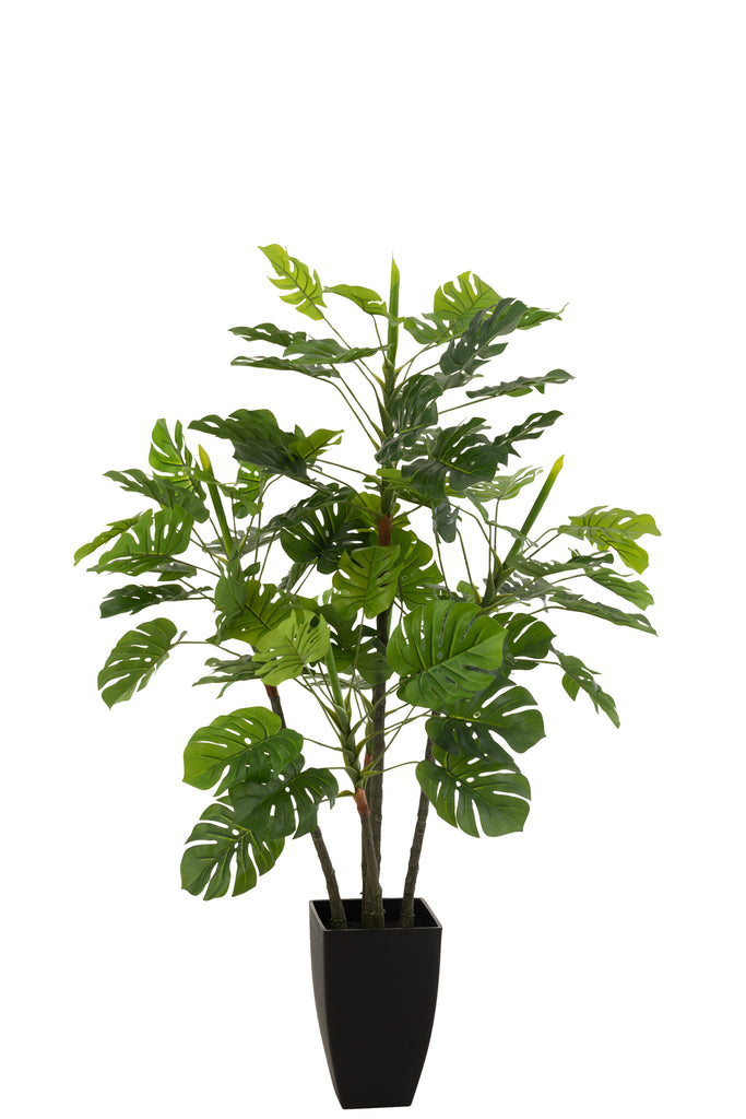 Philodendron in pot - J-LINE