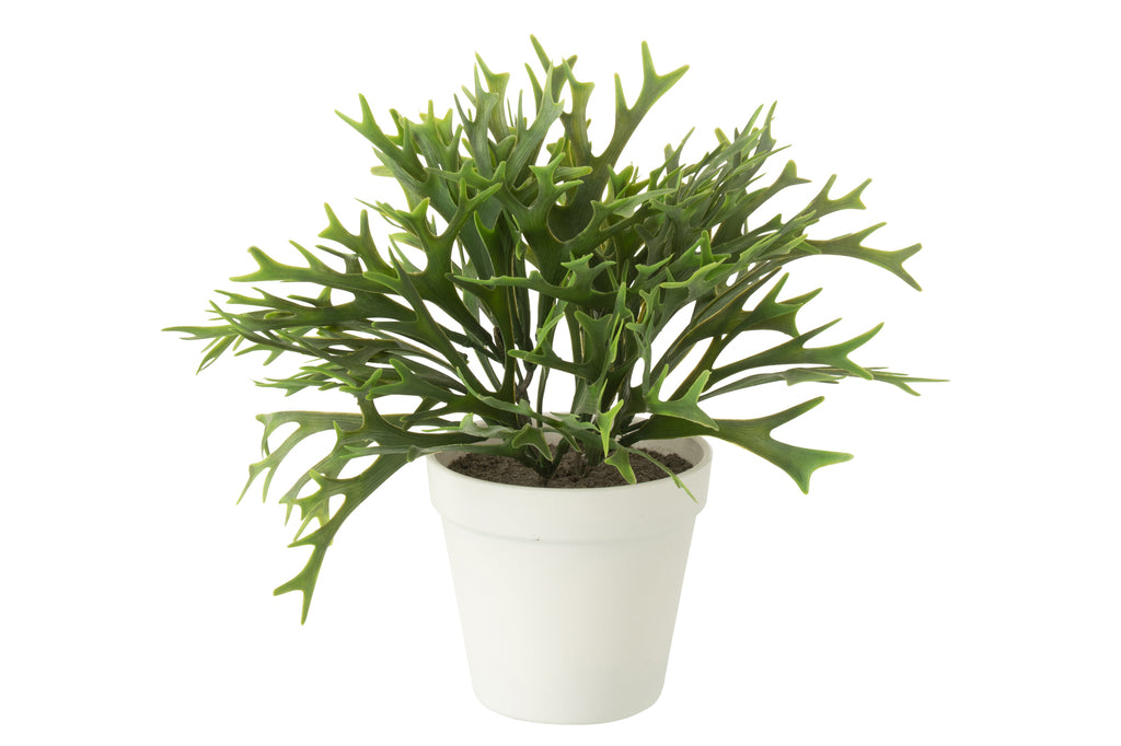 Platycerium Bifurcatum In Pot - J-LINE