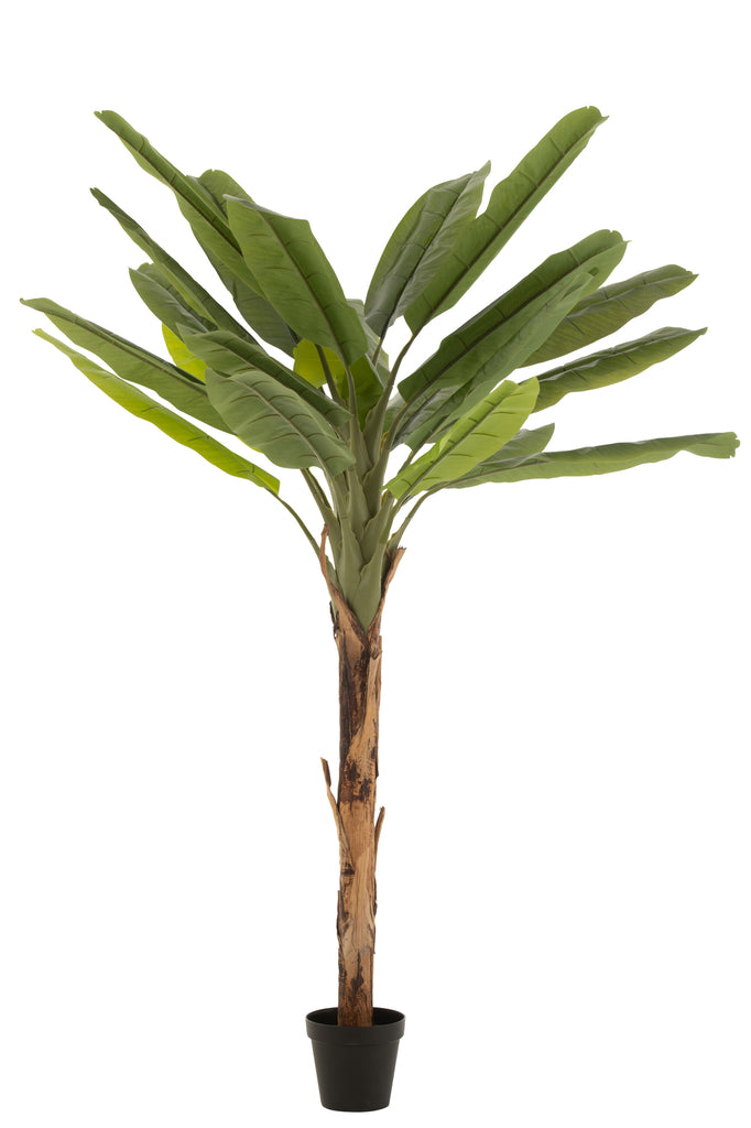 Bananenboom Groen/Bruin - J-LINE