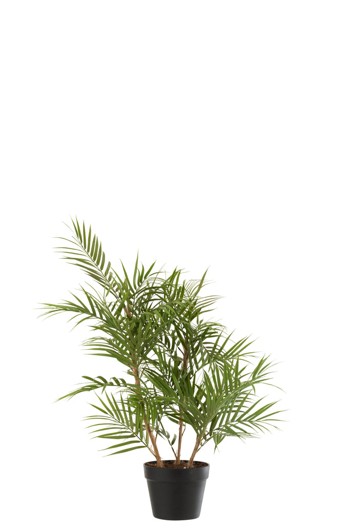 Chamaedorea en pot - J-LINE