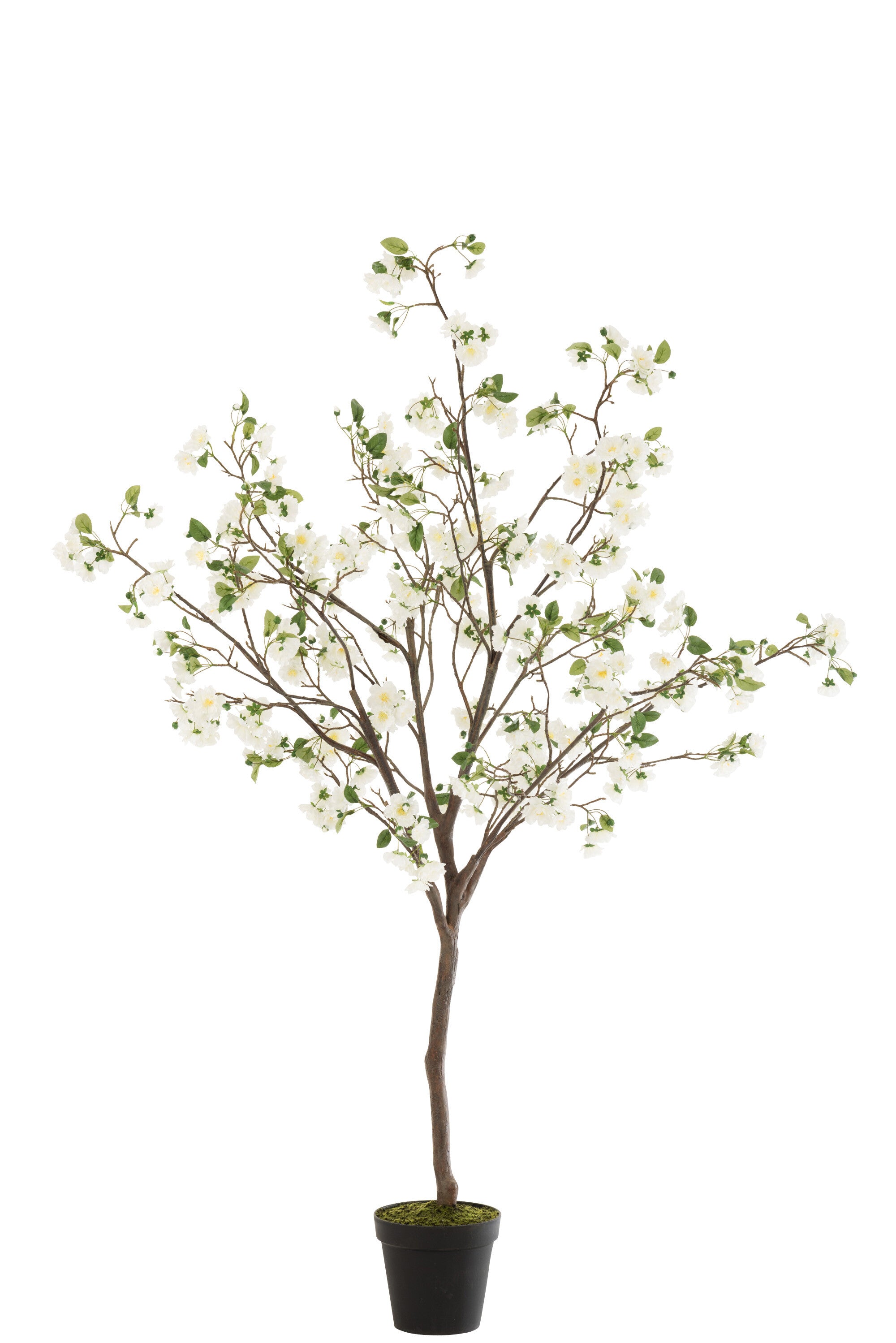 Bloesemboom Wit/Bruin L - J-LINE
