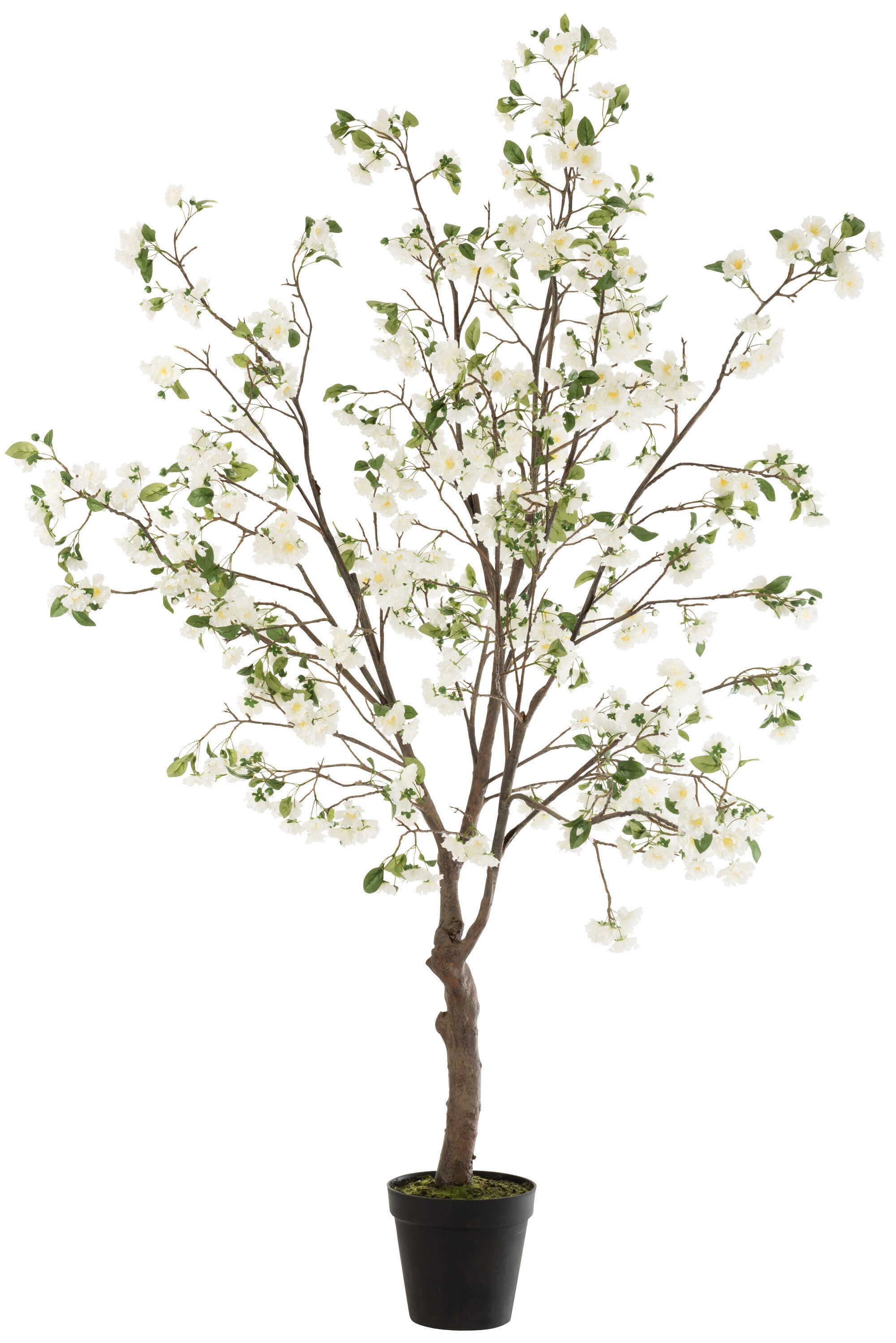 Bloesemboom Wit/Bruin XL - J-LINE
