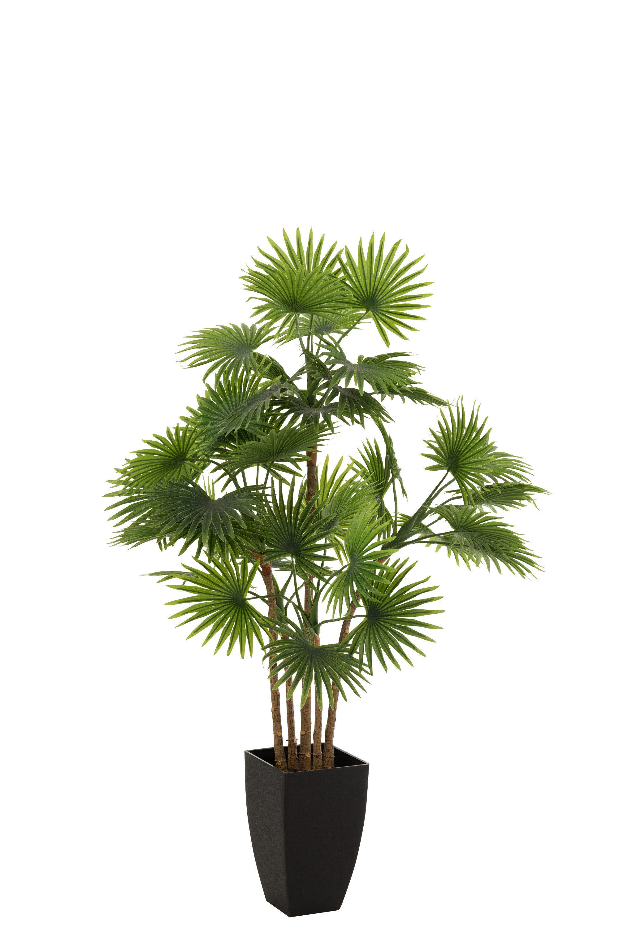 Palmboom in pot - J-LINE