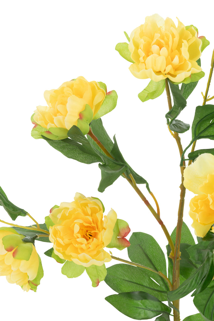 Pot de pivoines - J-LINE
