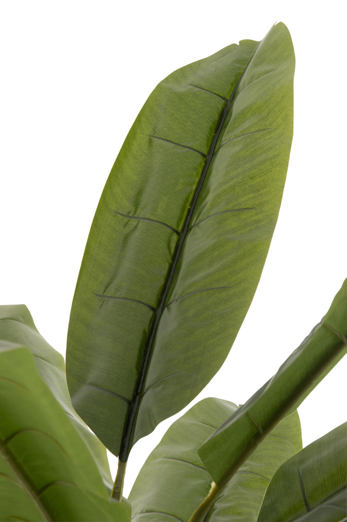 Bananenboom Groen/Bruin - J-LINE