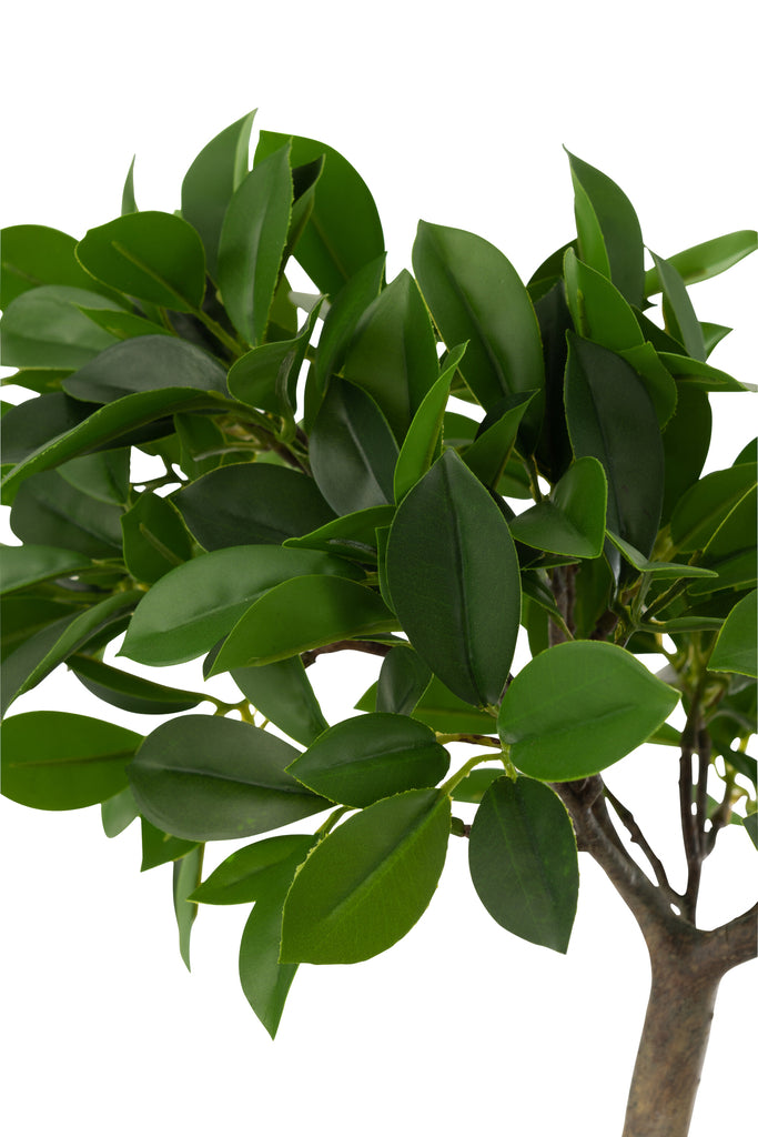 Ginseng Ficusboom in pot groen/zwart S - J-LINE