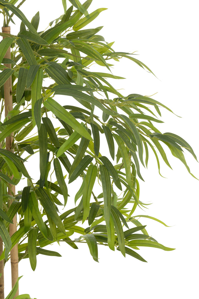 Bamboe in pot Groen - J-LINE
