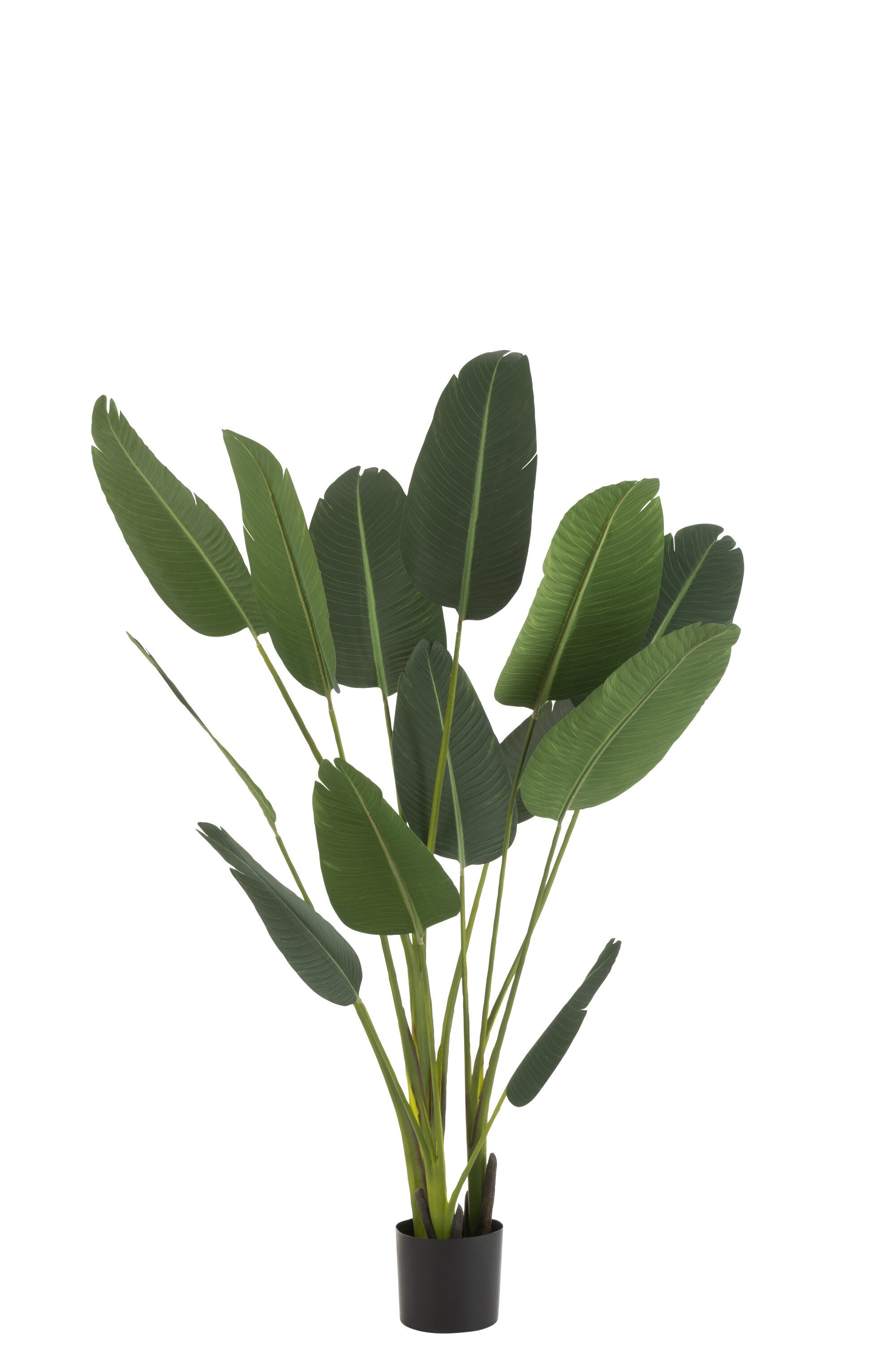 Strelitzia Plastique - J-LINE