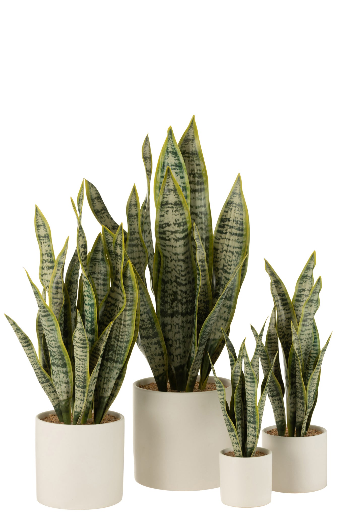 Plant Sansevieria In Pot Pvc Groen XL - J-LINE