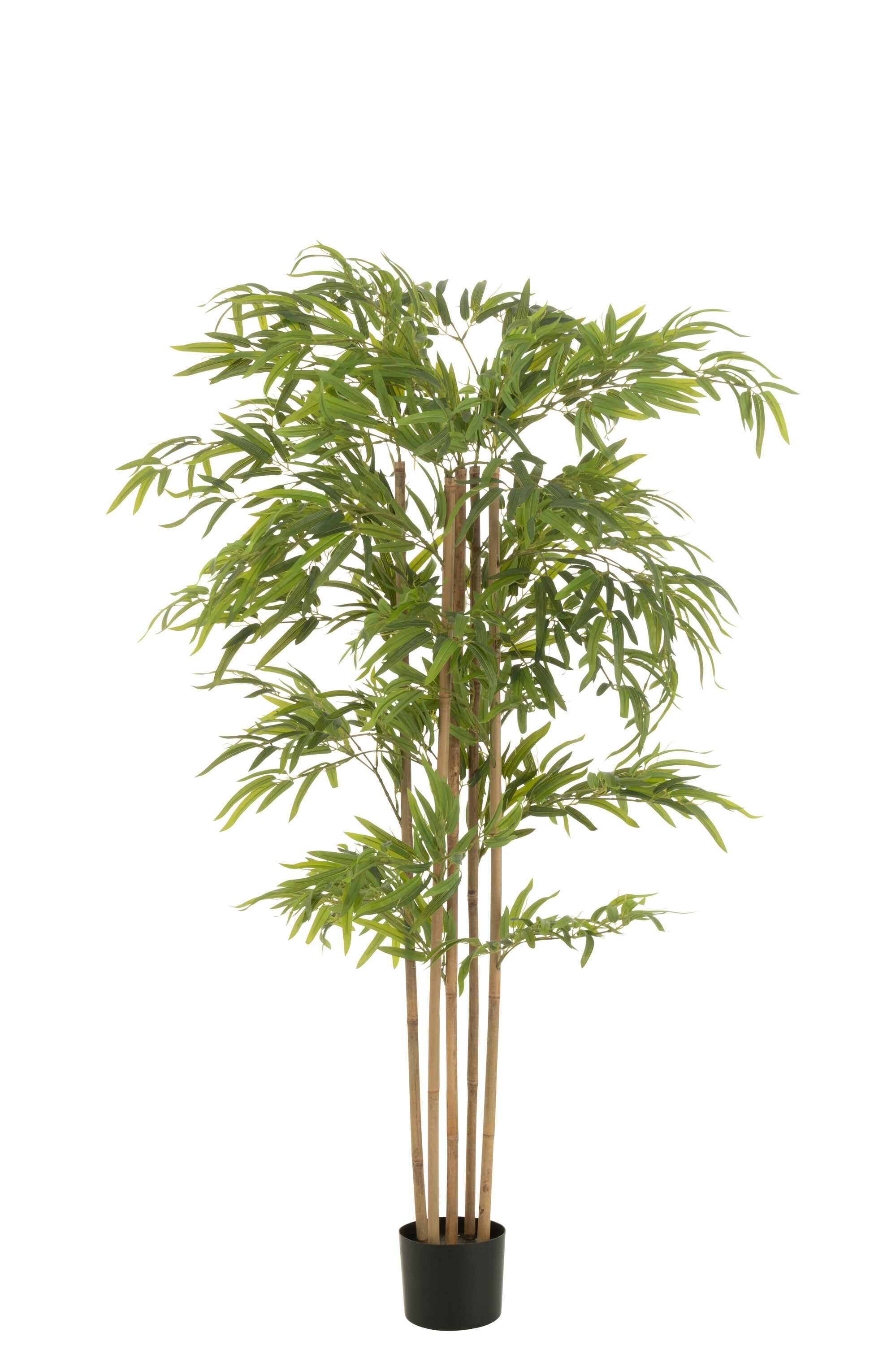Bamboe in pot Groen - J-LINE