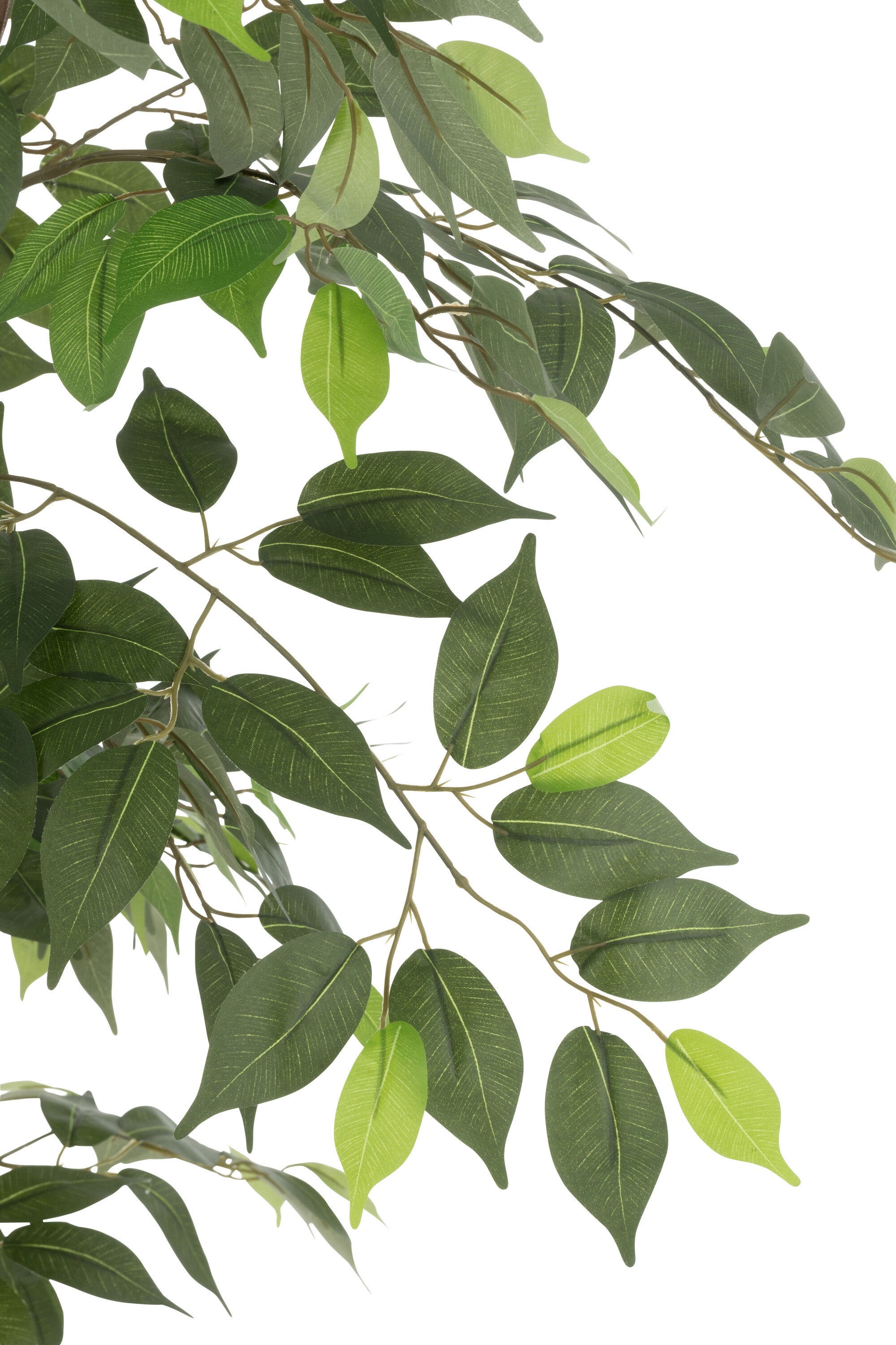 Ficusboom in pot groen - J-LINE