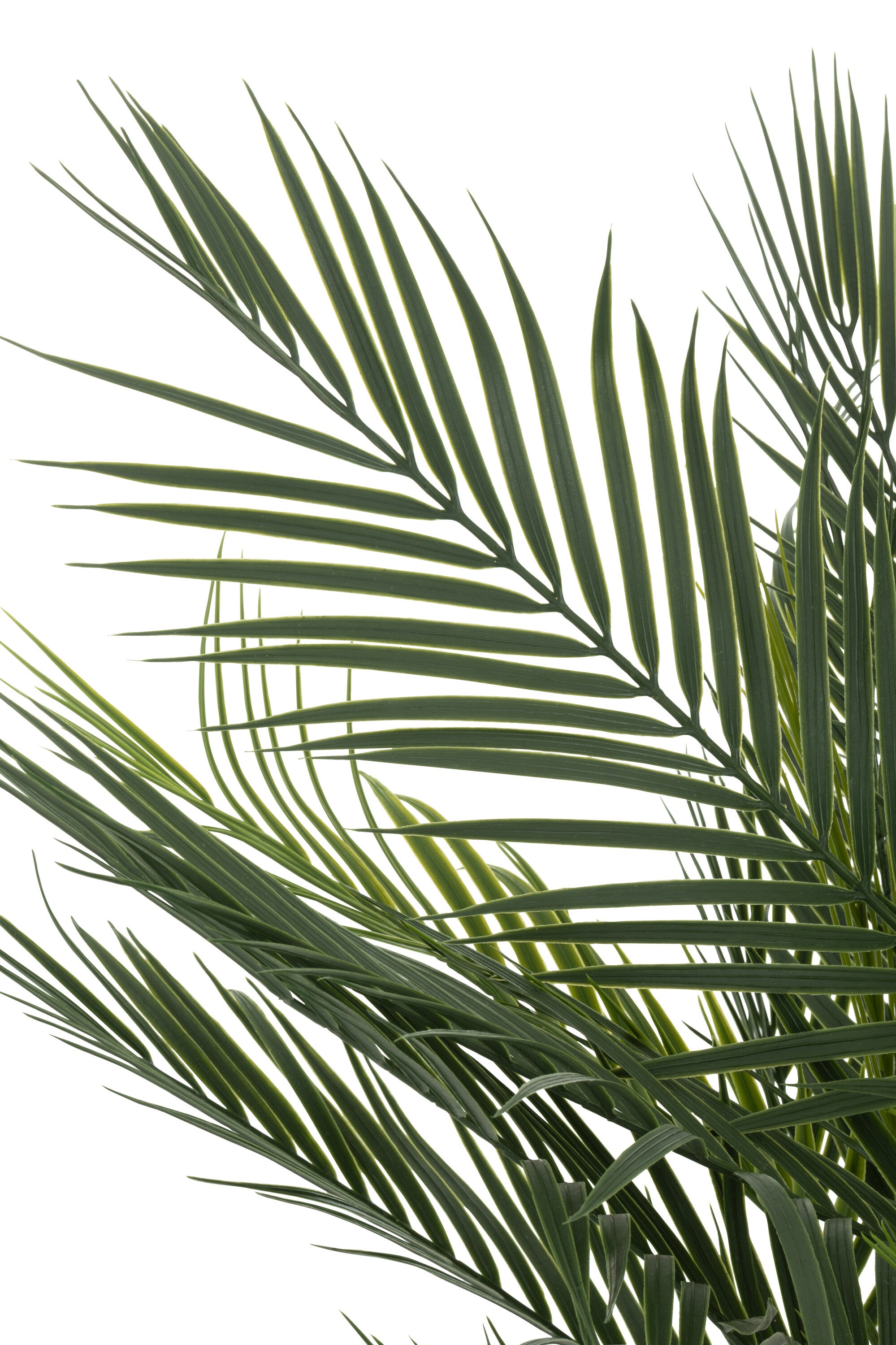 Palmboom in pot Groen - J-LINE