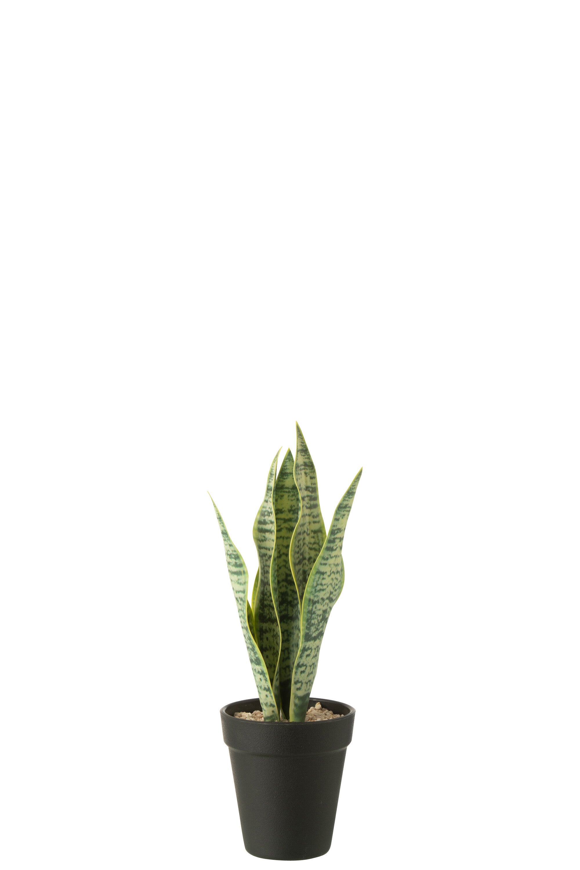 Dracaena Trifasciata In Pot - J-LINE