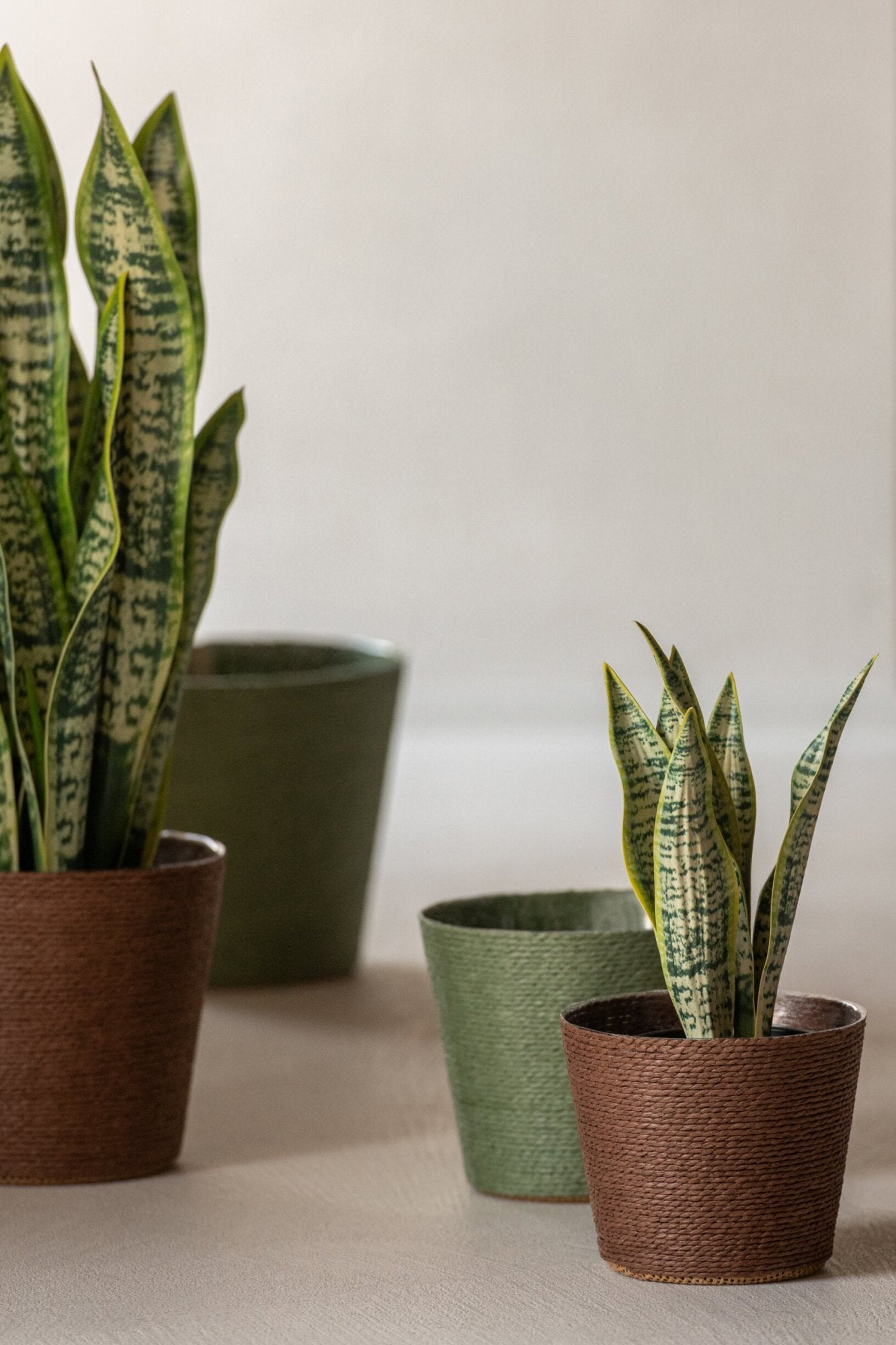 Dracaena Trifasciata en pot - J-LINE