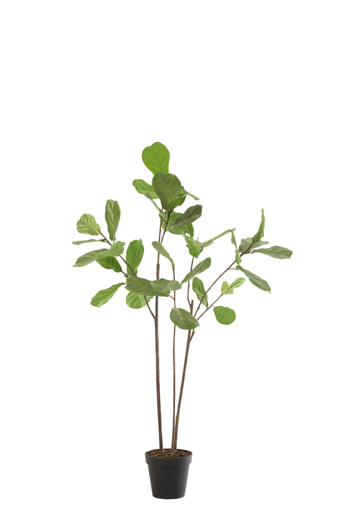 Ficus lyrata in pot