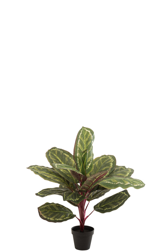 Plante paon en pot - J-LINE