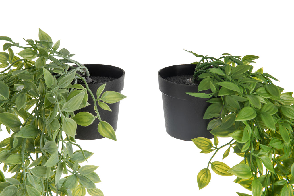 Hangplant in pot - Assortiment Van 2