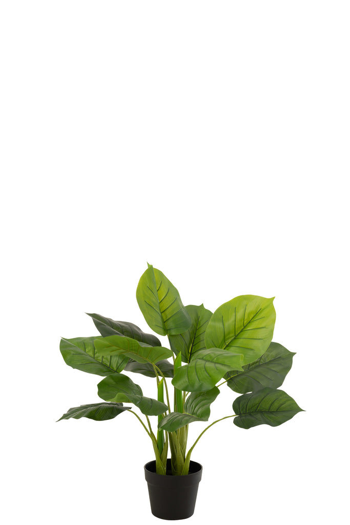 Pothos plant in pot