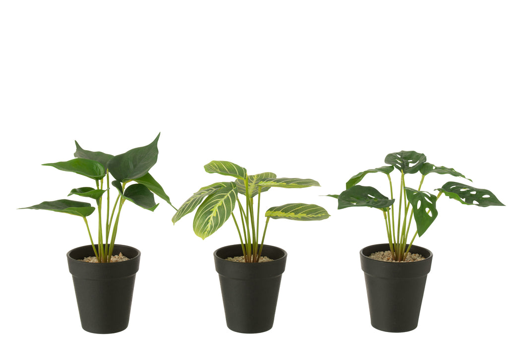 Planten in Pot - J-LINE