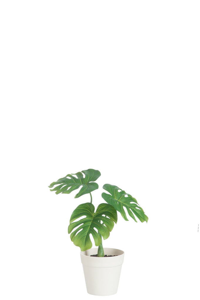 Blad Philo In Pot - J-LINE