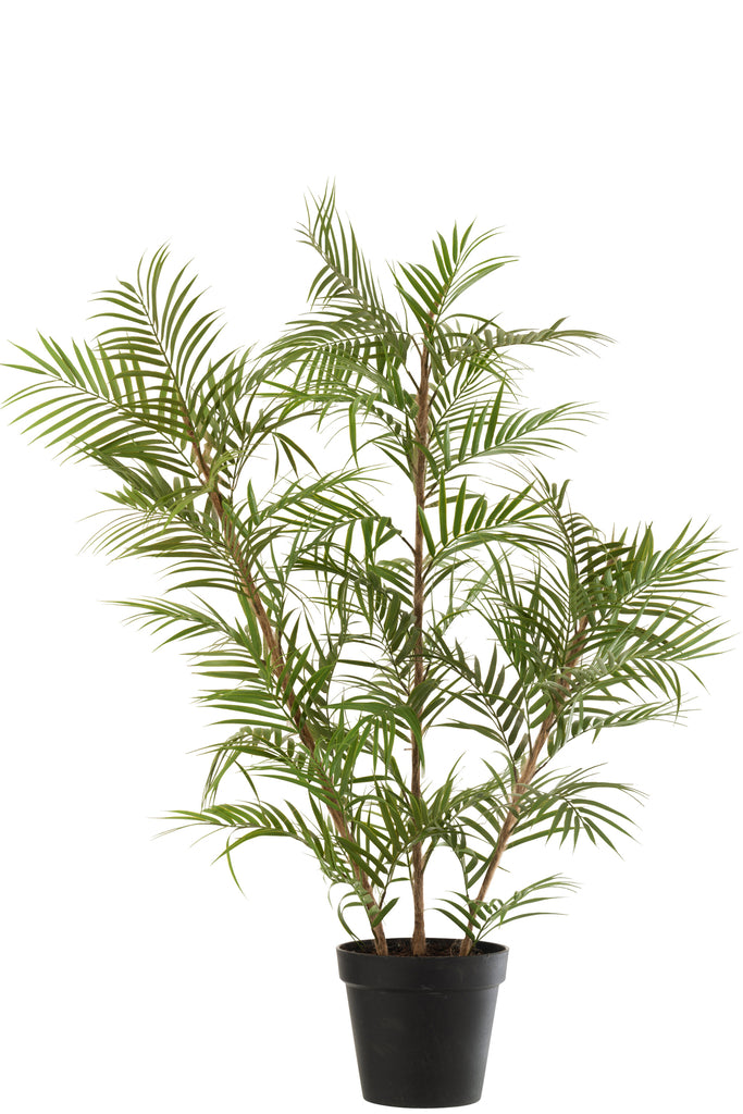 Chamaedorea in pot - J-LINE