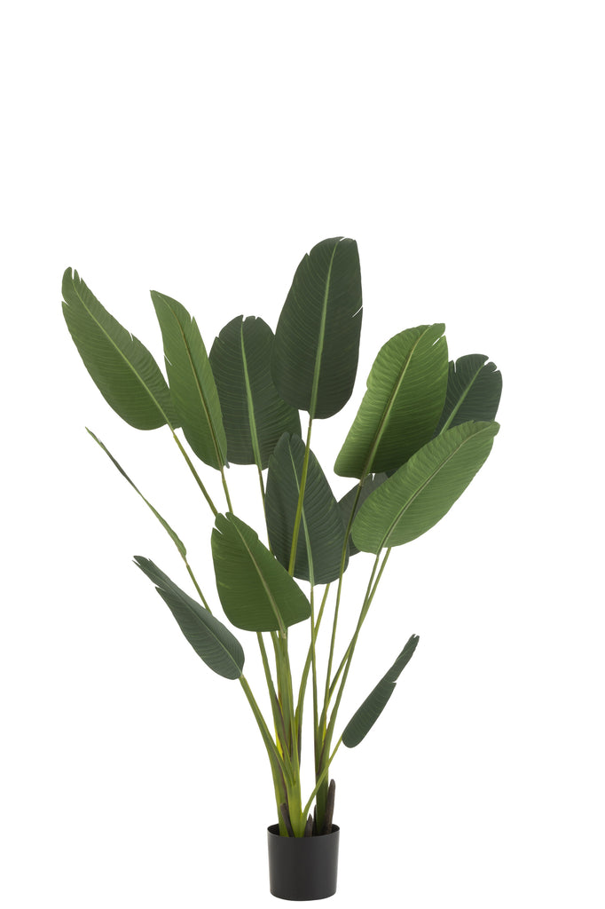 Strelitzia Plastic - J-LINE