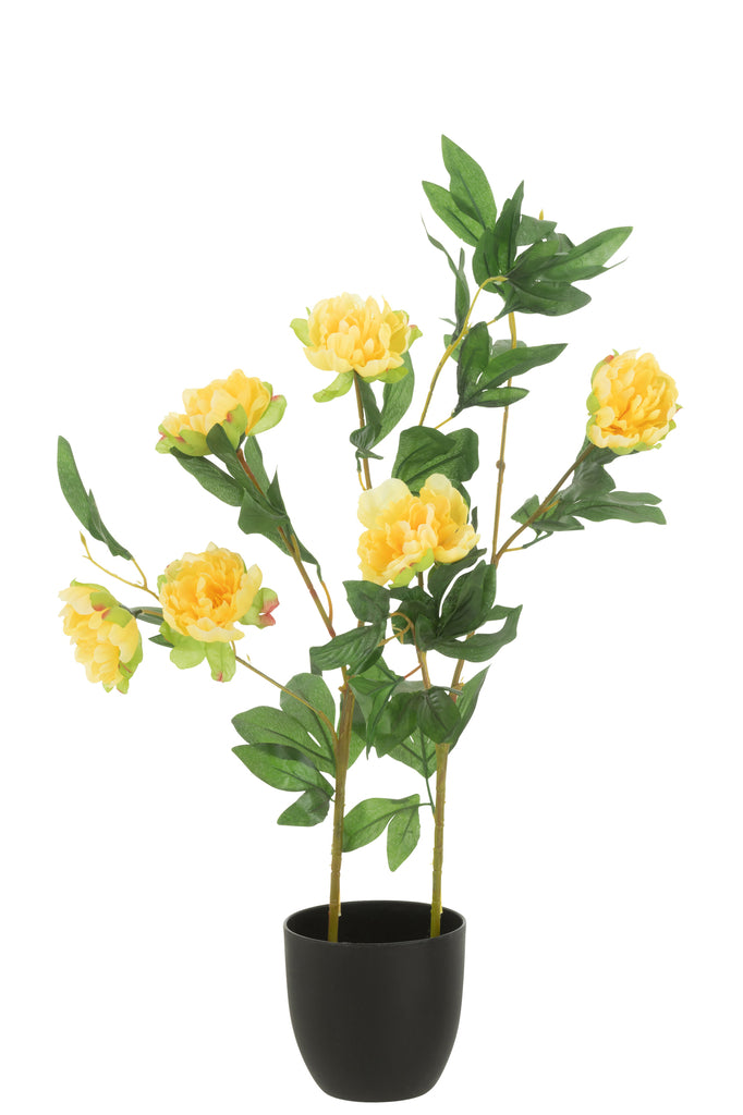 Pioenroos Pot - J-LINE