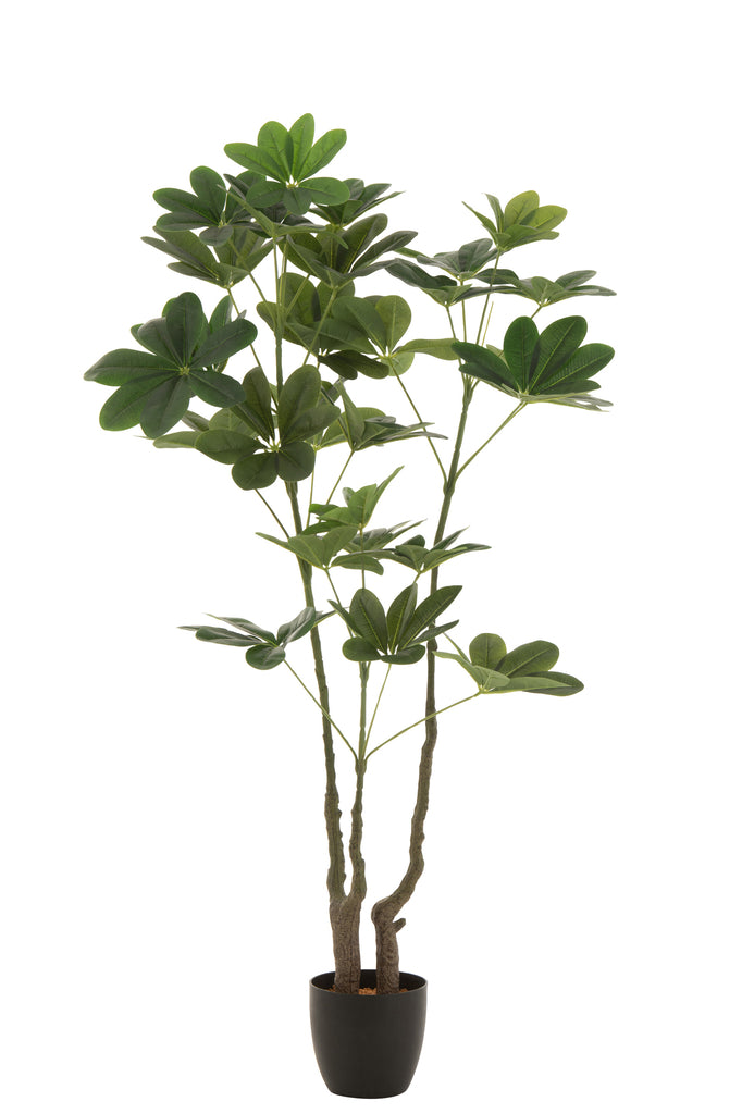Vingerplant in pot Groen L - J-LINE