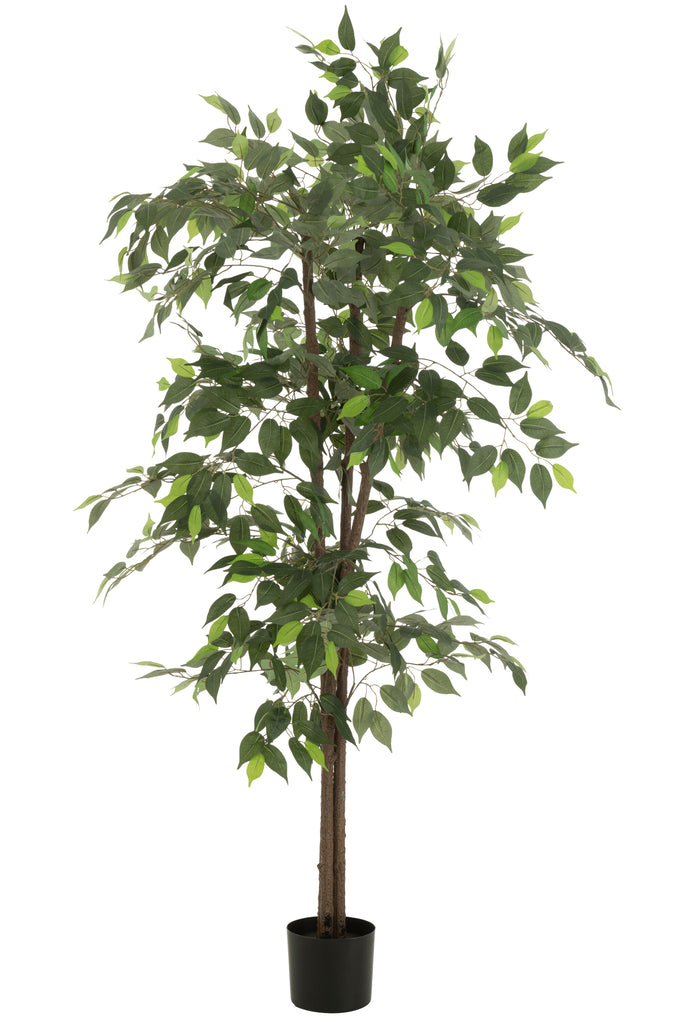 Ficusboom in pot groen - J-LINE