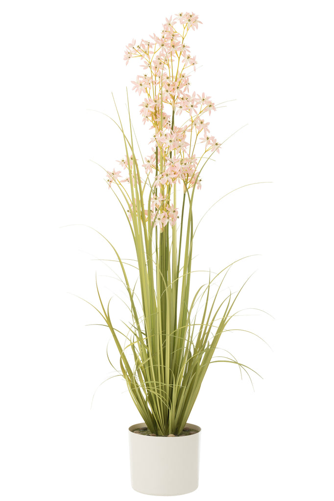 Allium In Pot - J-LINE