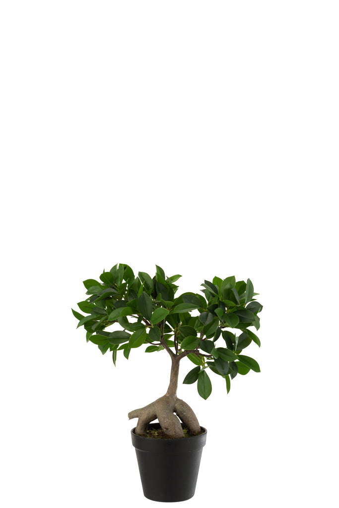 Ginseng Ficusboom in pot groen/zwart S - J-LINE