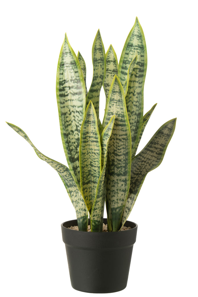 Dracaena Trifasciata In Pot - J-LINE