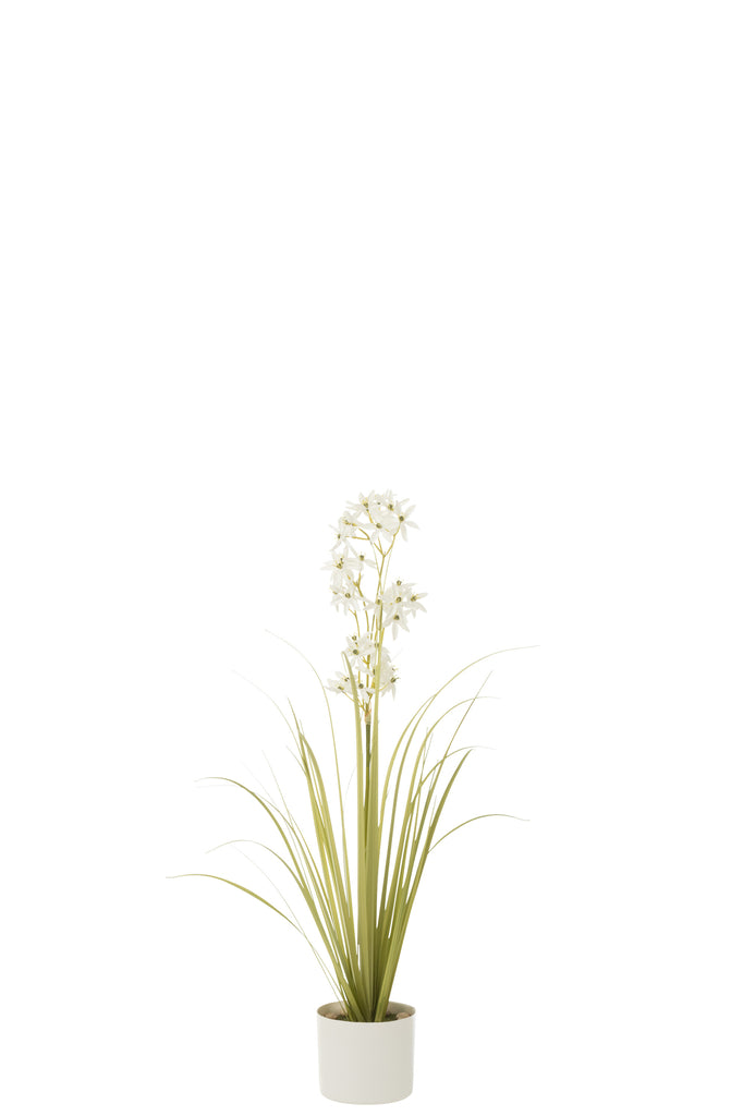 Allium In Pot - J-LINE
