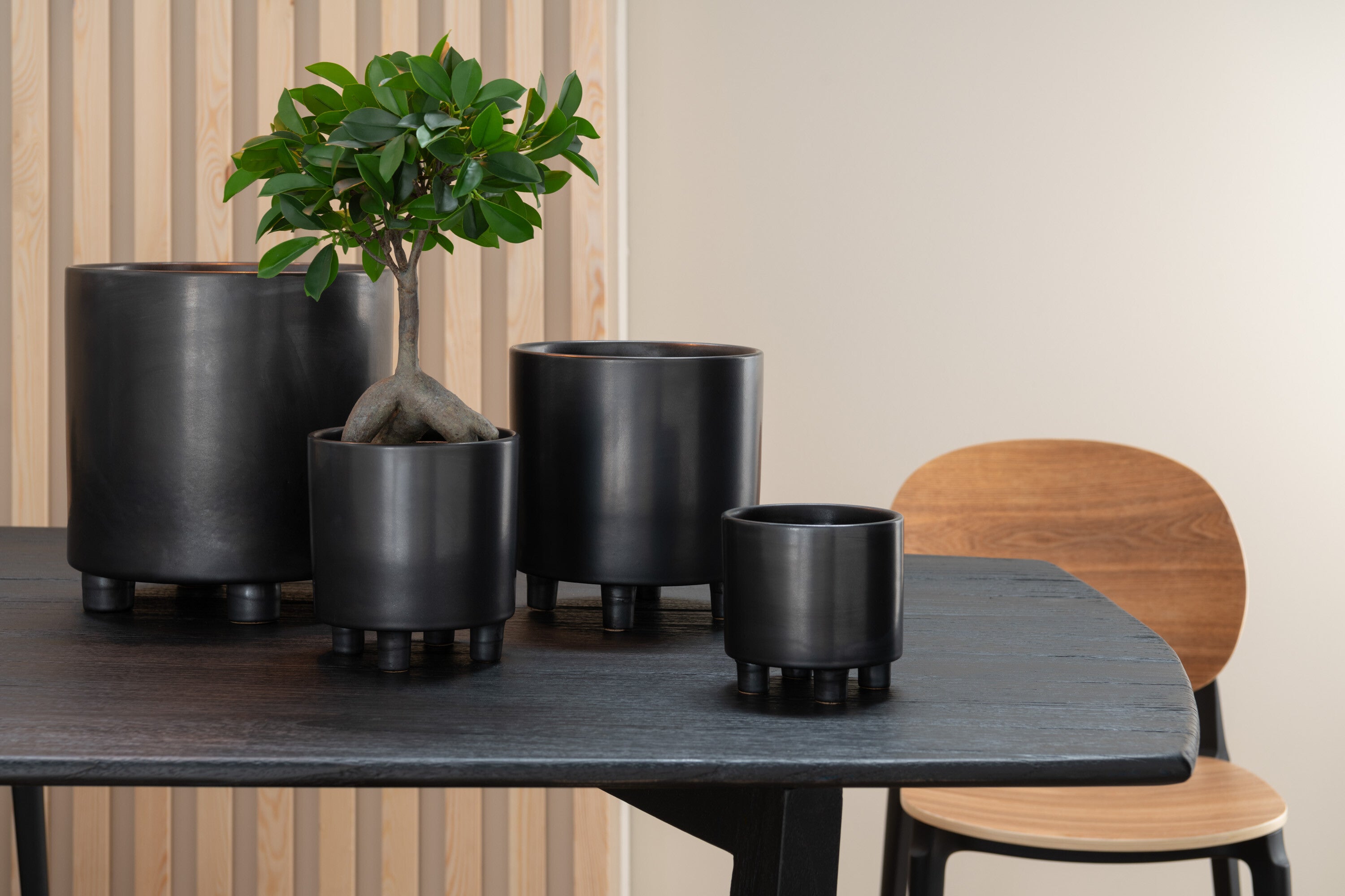 Ginseng Ficusboom in pot groen/zwart S - J-LINE