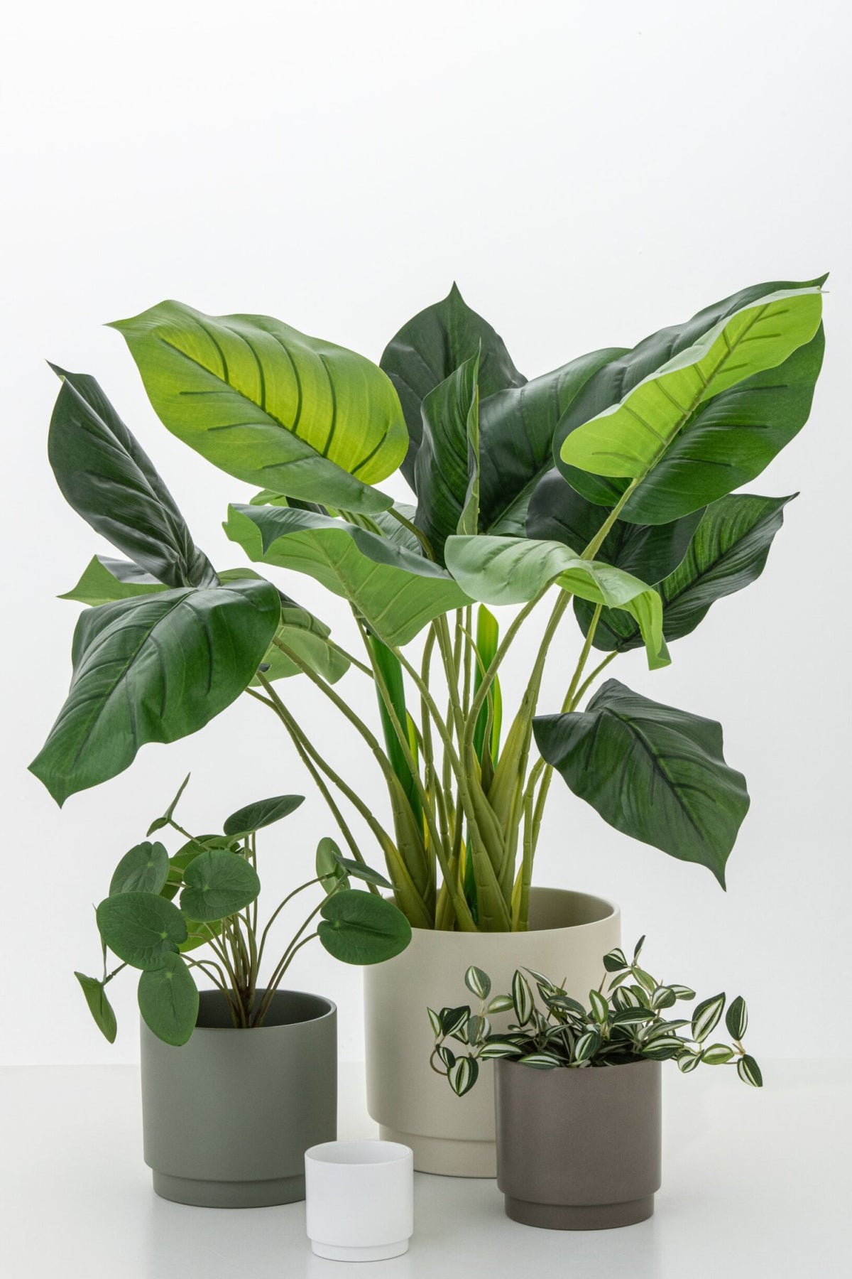 Pothos plant in pot - J-LINE