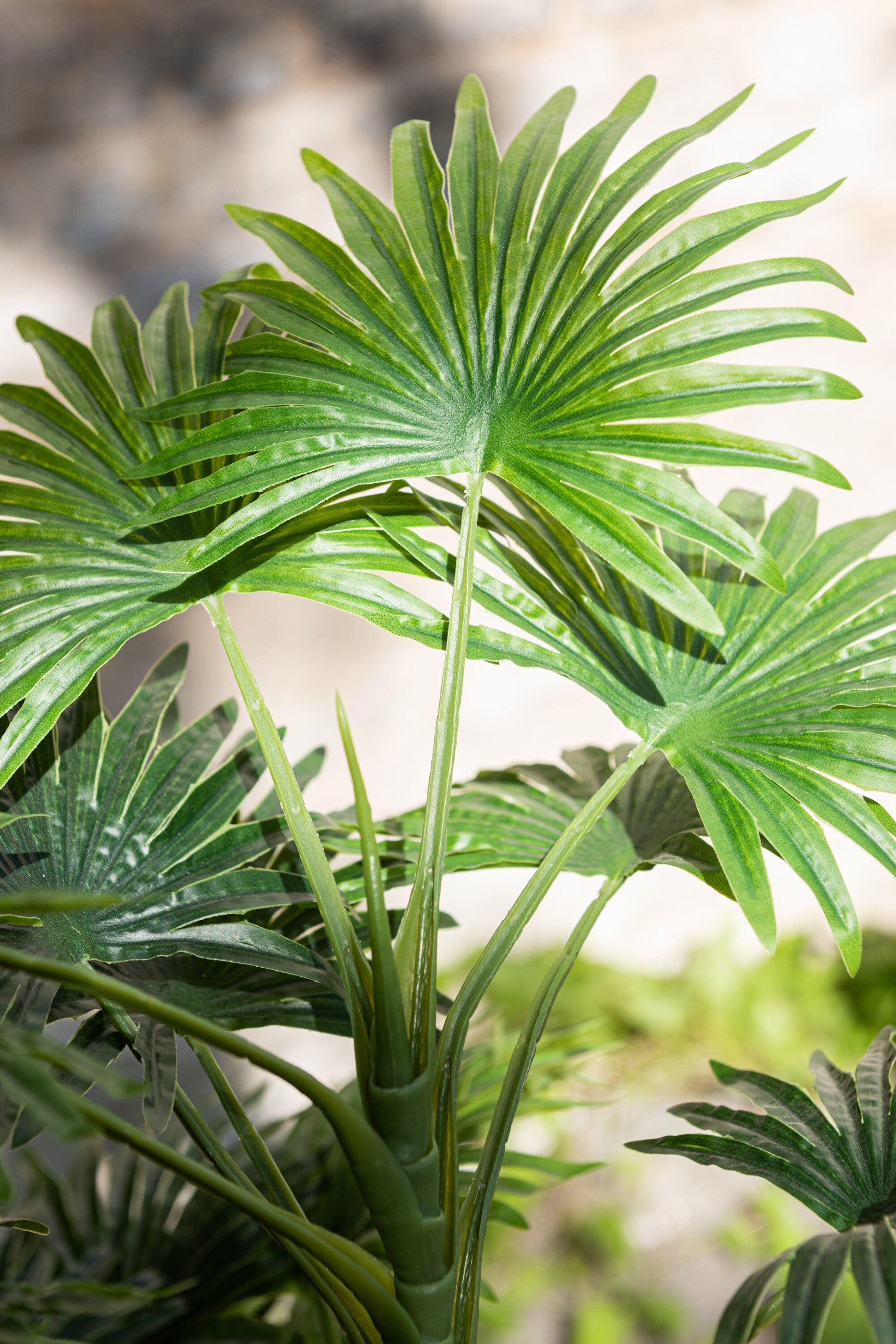 Palmboom in pot - J-LINE