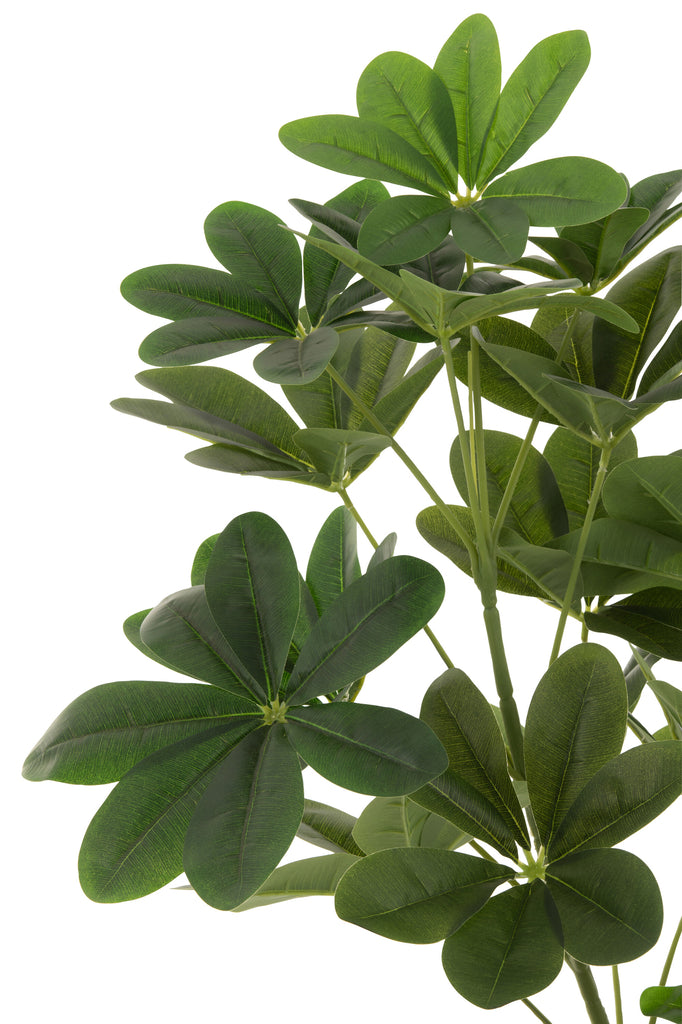 Vingerplant in pot Groen L - J-LINE