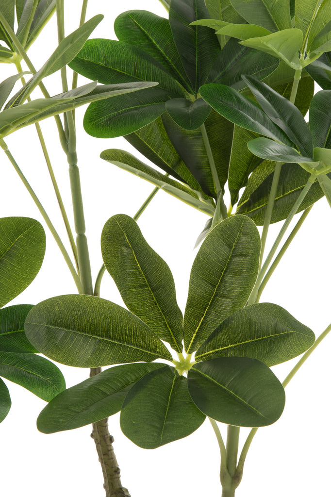 Vingerplant in pot Groen S - J-LINE