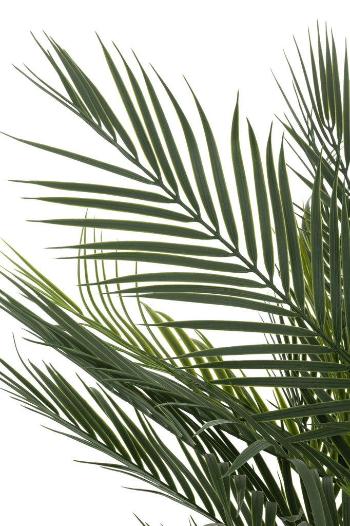 Palmboom in pot Groen - J-LINE