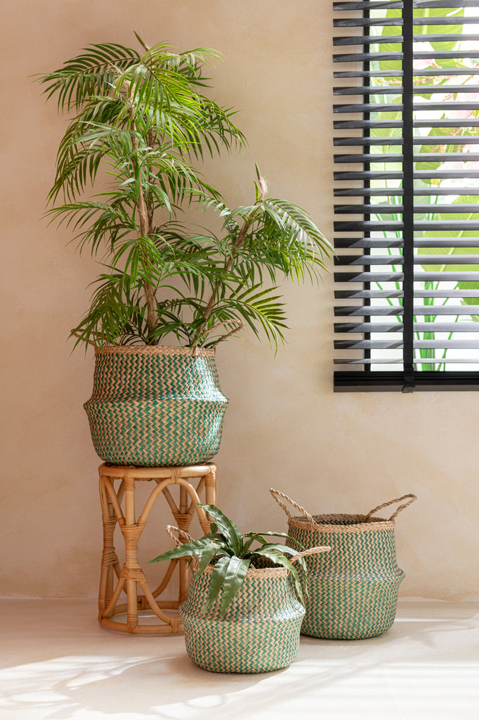 Chamaedorea in pot - J-LINE