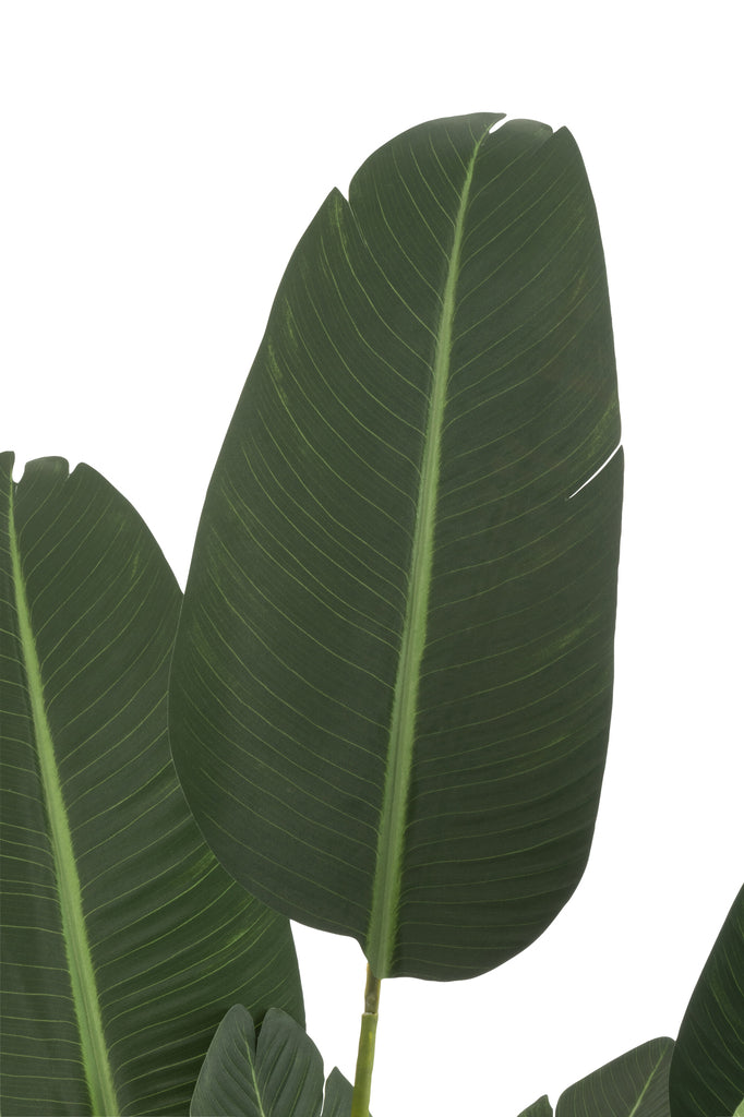 Strelitzia Plastic - J-LINE