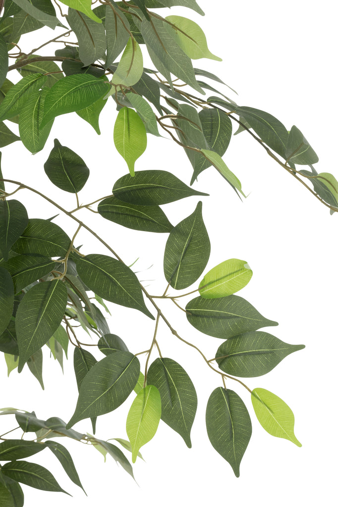 Ficusboom in pot groen - J-LINE