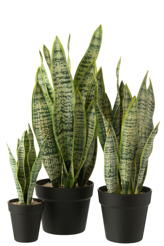 Dracaena Trifasciata In Pot - J-LINE