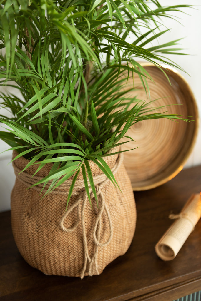 Chamaedorea in pot - J-LINE