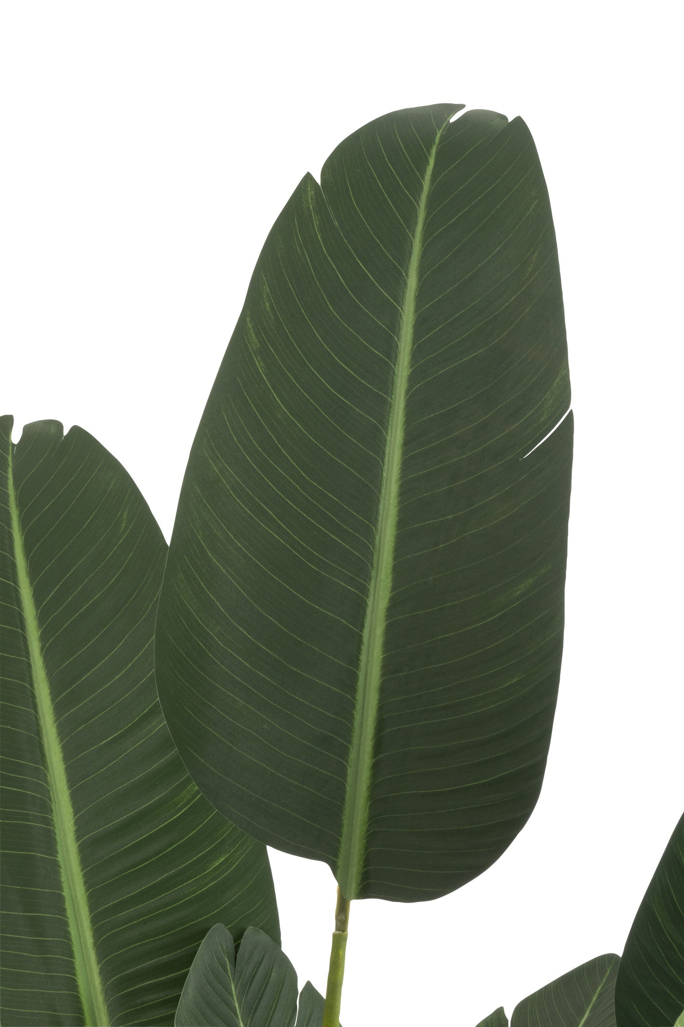 Strelitzia plastique - J-LINE
