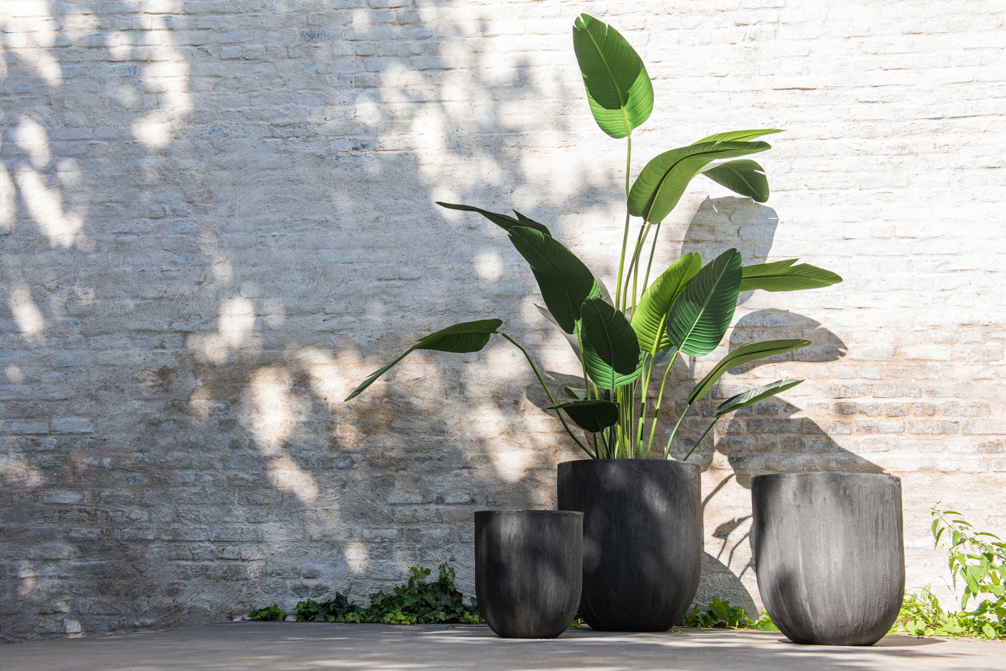 Strelitzia plastique - J-LINE